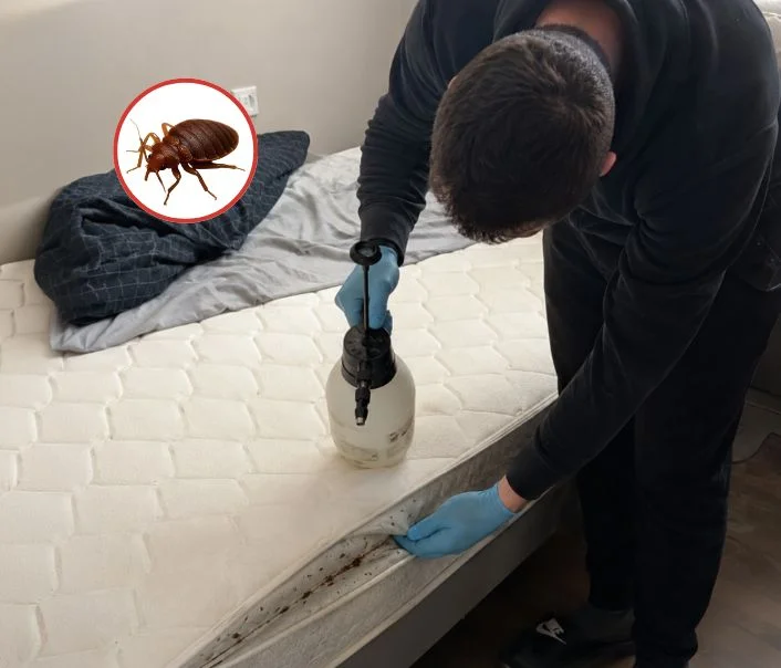 Technicien traitant un matelas contre les punaises de lit à Le Mesnil-Amelot